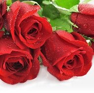 Букет из красных роз с крупным бутоном Букет из красных роз с крупным бутоном